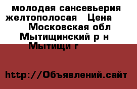 молодая сансевьерия желтополосая › Цена ­ 150 - Московская обл., Мытищинский р-н, Мытищи г.  »    